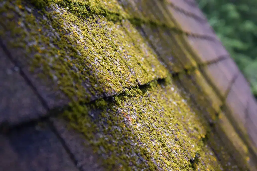Moss on roof