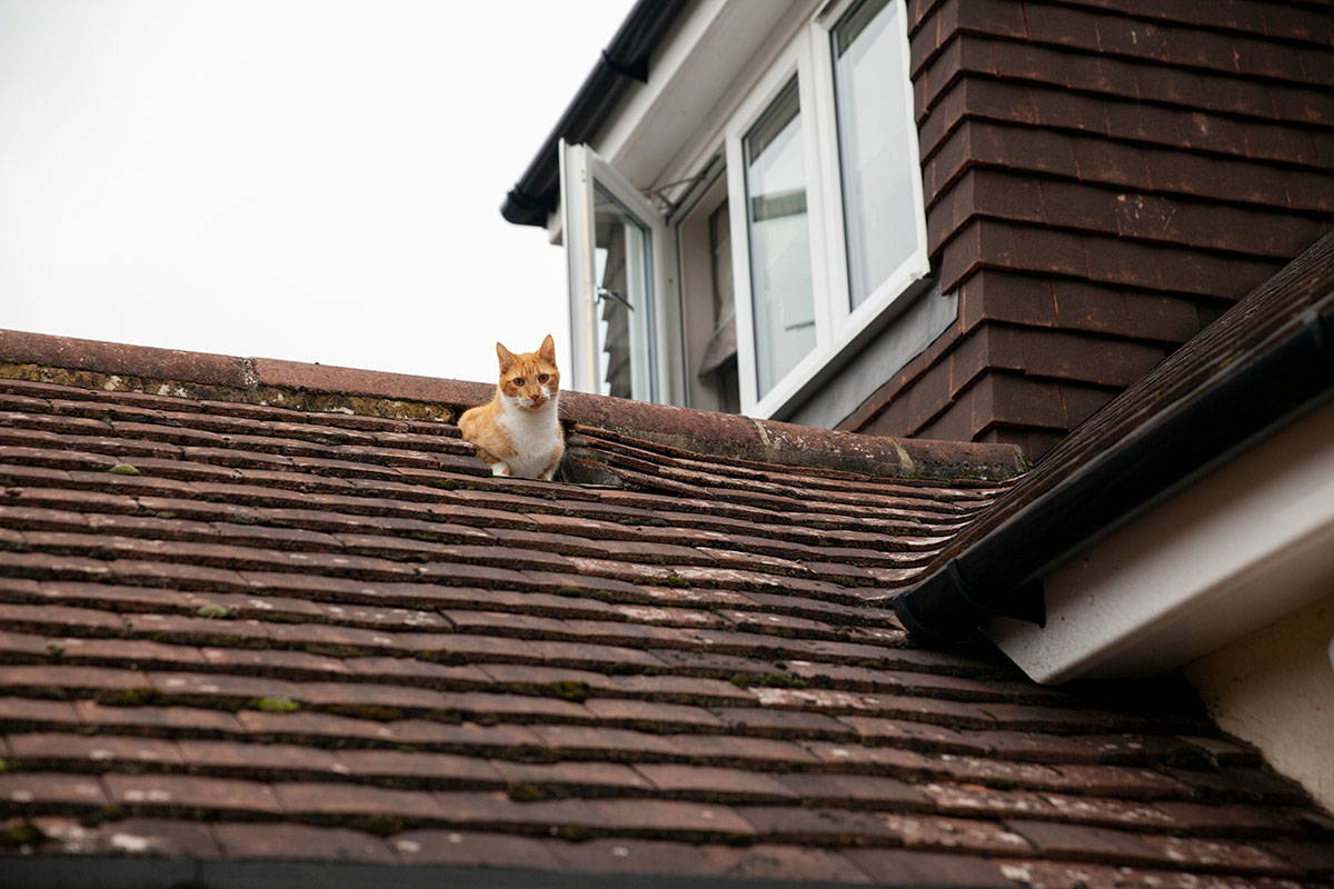 Cat sitting on a sloped roof.